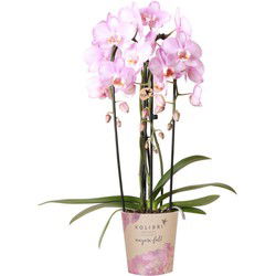 Kolibri Orchids | roze Phalaenopsis orchidee - Niagara Fall  - potmaat Ø12cm | bloeiende kamerplant - vers van de kweker