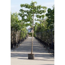 Amberboom als leiboom Liquidambar styraciflua h 340 cm st. omtrek 16 cm st. h 220 cm