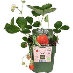 Hello Plants Fragaria X Ananassa Delizzimo Aardbeien Plant - Moestuin - Ø 13 cm - Hoogte: 45 cm