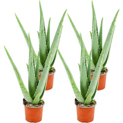 ZynesFlora - Aloë Vera - 4 Stuks - Ø 10,5 cm - Hoogte: 35 - 40cm - Kamerplant - Aloë - Succulent - Vetplant