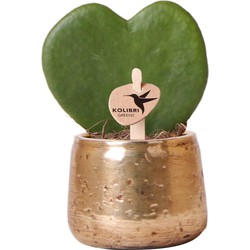 Kolibri Greens | Groene plant - Hoya Kerri in Luxury gold sierpot keramiek - potmaat Ø6cm - groene kamerplant - vers van de kweker