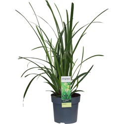 Hello Plants Carex Irish Green Zegge - Siergras - Ø 14 cm - Hoogte: 30 cm