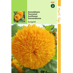 2 stuks - Helianthus Annuus Sungold Dubbelbl. Hoog