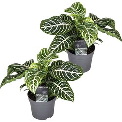 Aphelandra - Set van 2 - Zebraplant - Pot 13cm - Hoogte 25-45cm