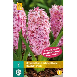 Hyacinthus dubbel roze