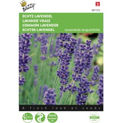 2 stuks - Lavendel Lavandula officinalis - Buzzy