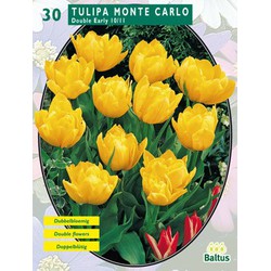 2 stuks - Tulipa Dubbel Vroeg Monte Carlo per 30