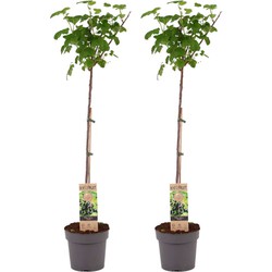 Ribes Nigrum Titania - x2 - Zwarte aalbes - Fruitboom - ⌀21cm - Hoogte 90-100cm