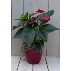 Flamingoplant Anthurium rood in rode pot 40 cm