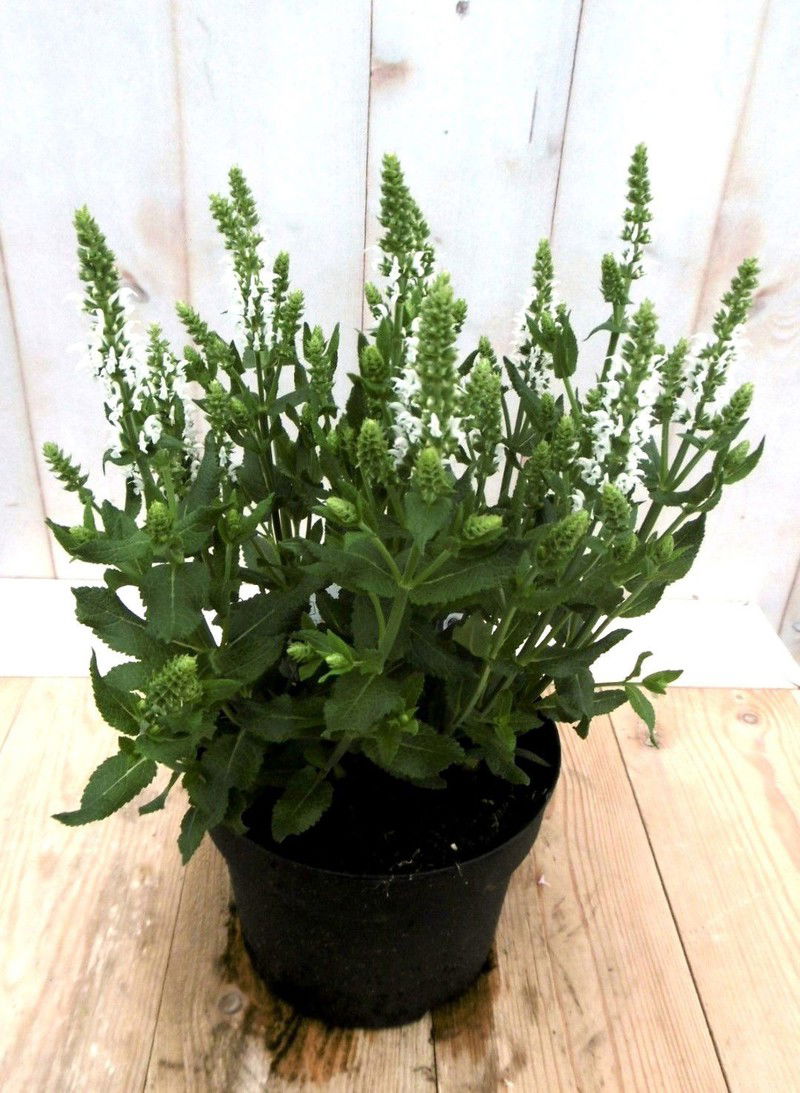 5 stuks - Salvia salie wit - 