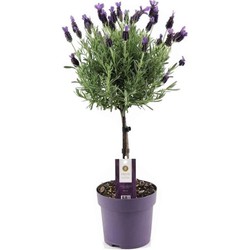 Lavandula stoechas 'Anouk' - Lavendelboom - Pot 15cm - Hoogte 45-55cm