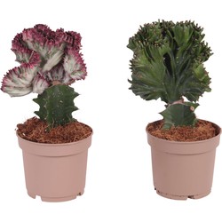 Euphorbia Lactea Cristata / Frankii - Mix van 2 - Pot 12cm - Hoogte 25-30cm