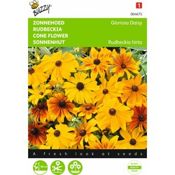 2 stuks - Rudbeckia hirta Gloriosa Daisy Gemengd