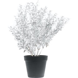 HV Silver Plant with black pot- Polysterene