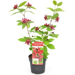 Hello Plants Sinocalycanthus Chinensis 'Hartlage Wine' - Specerijstruik - Ø 19 cm - Hoogte: 30 cm