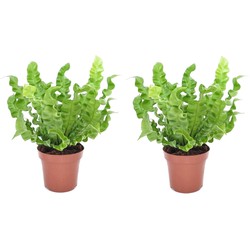 Asplenium nidus 'Crispy Wave' - Varen - Set van 2 - Pot 12cm - Hoogte 25-40cm