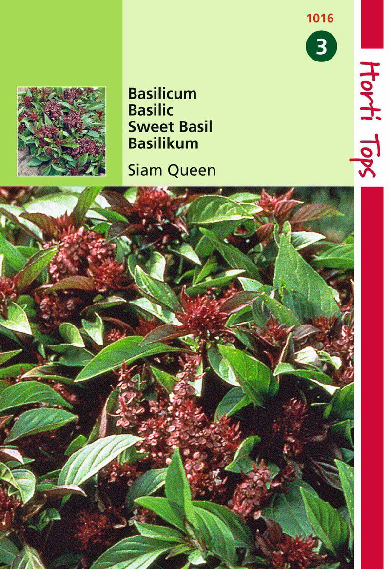 2 stuks - Basilicum Siam Queen - 