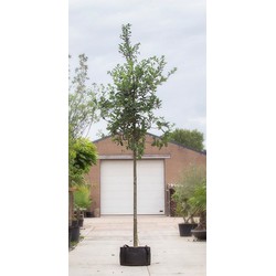 Zomereik Quercus robur h 550 cm st. omtrek 19 cm