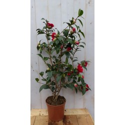 Camelia rood 80 cm