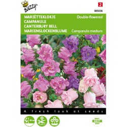 2 stuks - Campanula medium Dubbelbloemig