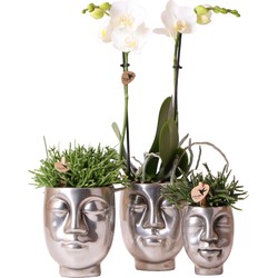 Kolibri Company - Complete Planten set Face-2-face zilver | Groene planten set met witte Phalaenopsis Orchidee en Rhipsalis incl. keramieken sierpotten