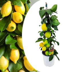Citrus Limon - Citroenboom Piramide - Sierplant met Geurende Bloemen