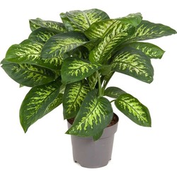 Dieffenbachia 'Tropic' - Kamerplant - Potmaat 24cm - Hoogte 70-80cm