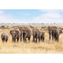Dieren kinderkamer poster Afrikaanse olifanten op Savanne 84 x 59 cm - Posters