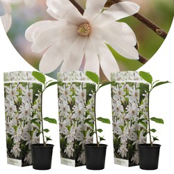 Magnolia Stellata - Set van 3 - Witte bloemen - Tuin - Pot 9cm - Hoogte 25-40cm