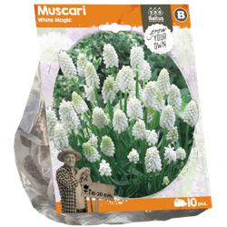 Muscari White Magic per 10 bloembollen