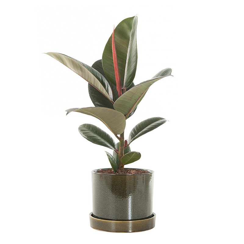 Rubberplant (Ficus Elastica Robusta) - 