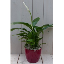 Lepelplant Spathiphyllum rode pot 40 cm - Warentuin Natuurlijk