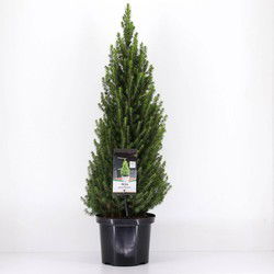 Picea glauca perfecta 60-70 cm