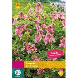 2 stuks Corydalis Beth Evans 15 bollen