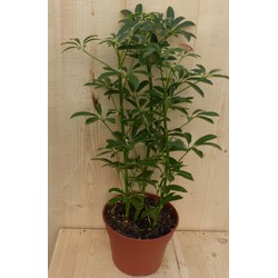 Schefflera Vingersboom Bont 60 cm - Warentuin Natuurlijk