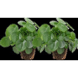 We Love Plants - Pilea Peperomioides - 2 stuks - 25 cm hoog - Pannenkoek Plant