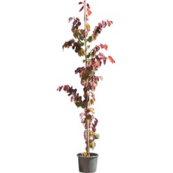 2 stuks! Judasboom Forest Pansy laagstam Cercis canadensis Forest Pansy 225 cm