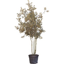 Steeneik meerstammig Quercus Ilex 275 cm