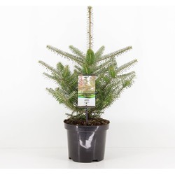 Abies koreana 55 cm