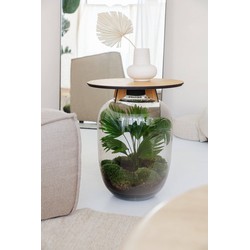 Growing Concepts Ceres eiken terrarium tafel - Livistona plant 33cm / 45cm / Glas - 45cm