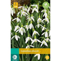 3 stuks - Galanthus elwesii 8 bollen