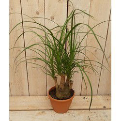 Kamerplant Beaucarnea recuvata gedeelde stam 30 cm