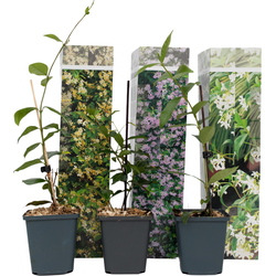 Jasmijn - Set van 3 - Trachelospermum jasminoides - Hoogte 25-40cm - ⌀9cm