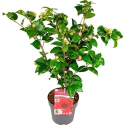 Hello Plants Camellia Japonica Black Lace - Struik, Sierheester - Ø 19 cm - Hoogte: 65 cm