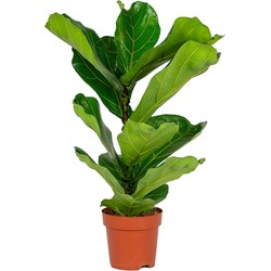 Floraya - Tabaksplant - Ficus Lyrata Bambino per stuk - ⌀12 cm - ↕30 cm