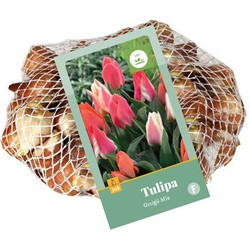 Tulipa Greigii Mix