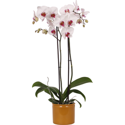 Cherry Kiss orchidee (Phalaenopsis) - 70cm 