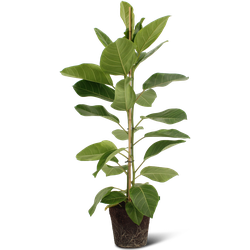 We Love Plants - Ficus Altissima - 85 cm hoog - Luchtzuiverende plant
