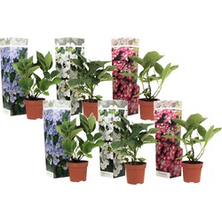Hortensia macrophylla Teller - Mix van 6 - Hydrangea - Pot 9cm - Hoogte 25-40cm
