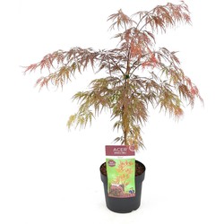 Hello Plants Acer Palmatum Garnet Japanse Esdoorn - Struik, Sierheester - Ø 19 cm - Hoogte: 40 cm